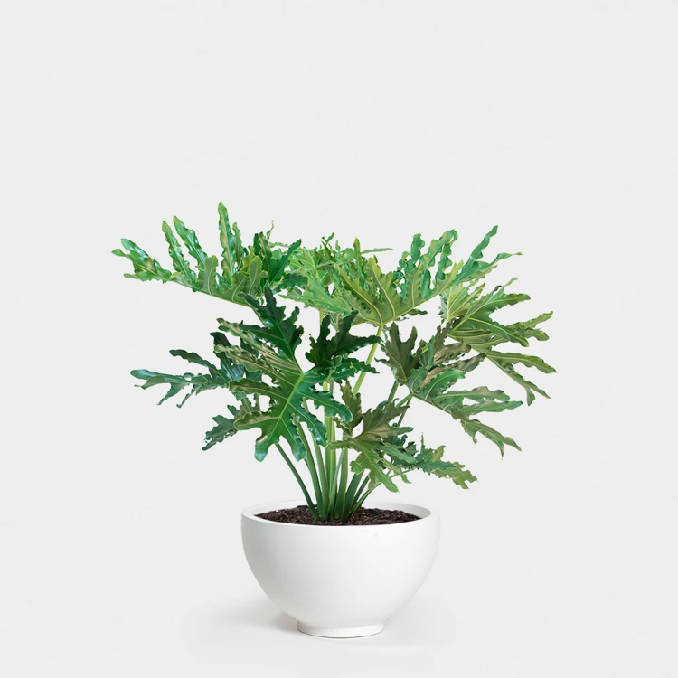 Photo of the plant species Philodendron 'Hope Selloum' by @adama.daou named Horton on Greg, the plant care app