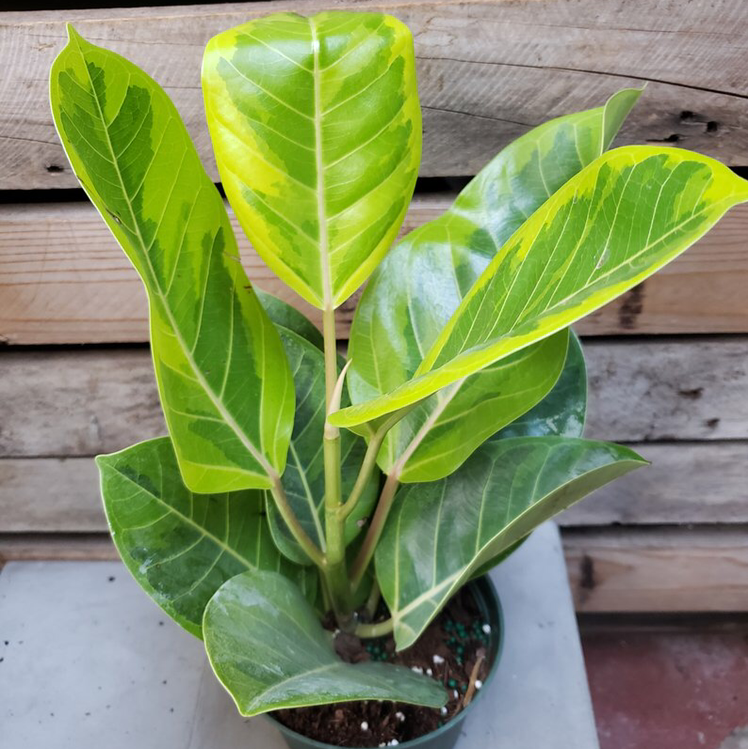 Council Tree plant with several large green leaves, some yellowing at the top, potted with visible soil.