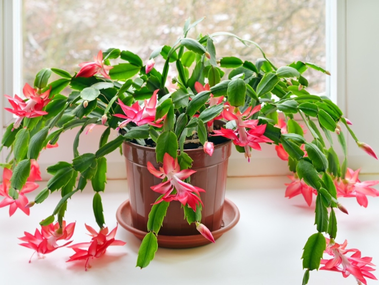 Photo of the plant species False Christmas Cactus by @adama.daou named Joshua on Greg, the plant care app