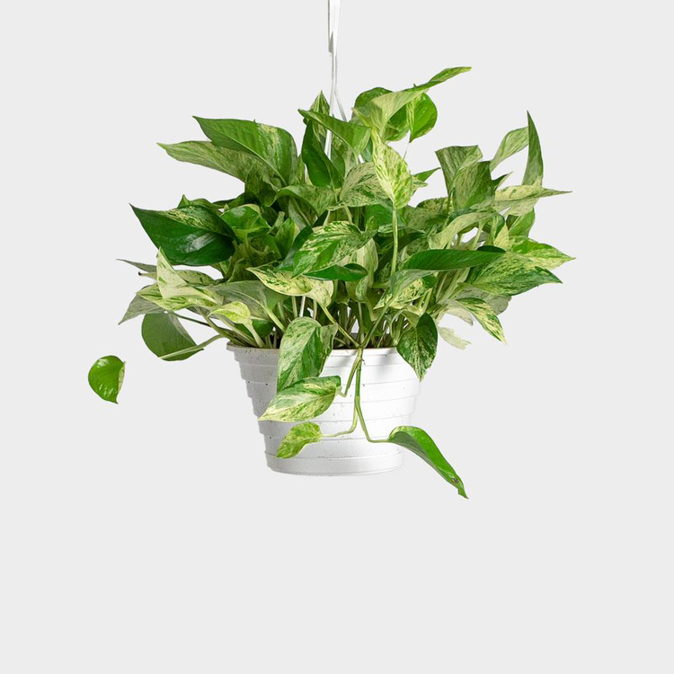 Marble Queen Pothos in a white hanging pot with vibrant green and white variegated leaves.
