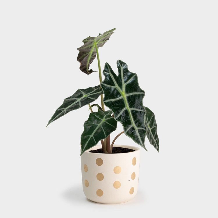 Photo of the plant species Alocasia Polly Plant by @adama.daou named Kendal on Greg, the plant care app