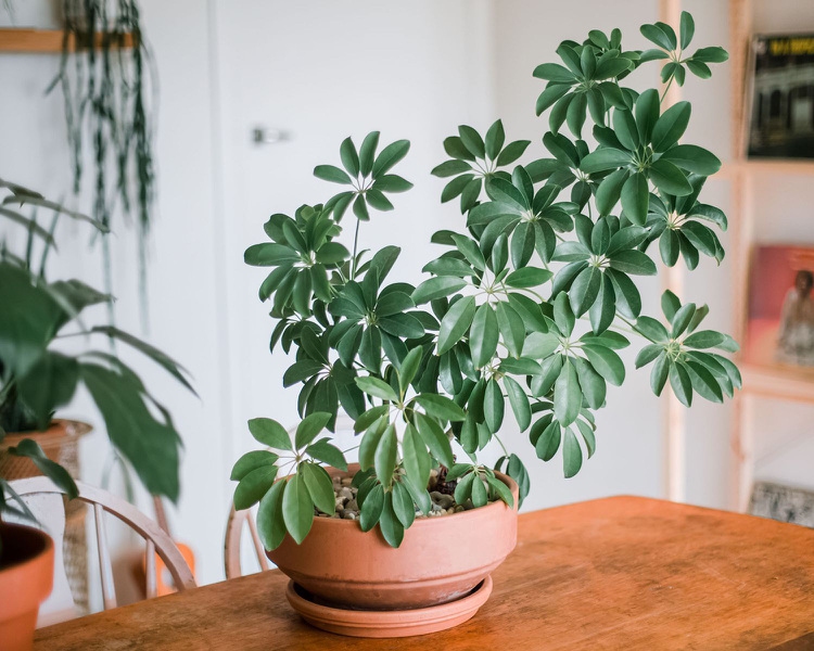 Photo of the plant species Dwarf Umbrella Tree by @adama.daou named Apollo on Greg, the plant care app