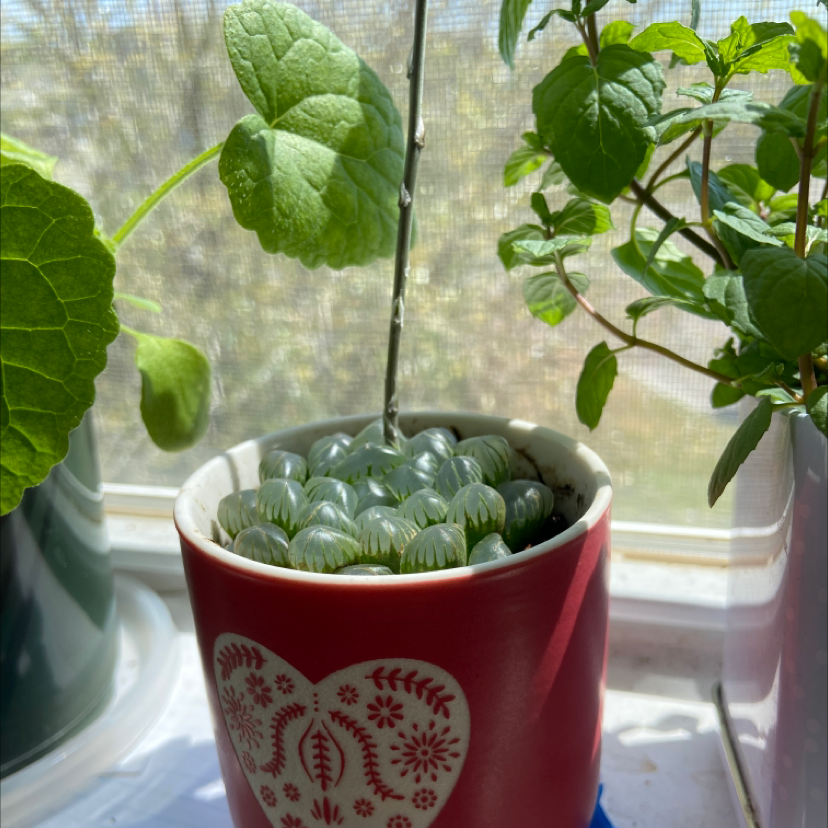 Haworthia cooperi plant in a red pot with a heart design, with other plants in the background.