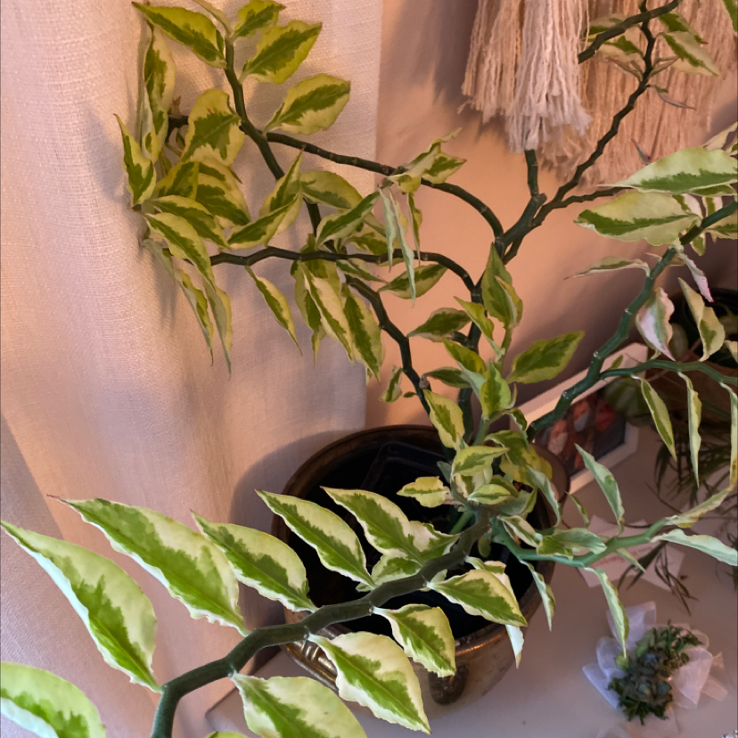 Close-up of healthy Hoya carnosa plant with waxy green leaves and no visible flowers. Plant is potted indoors.