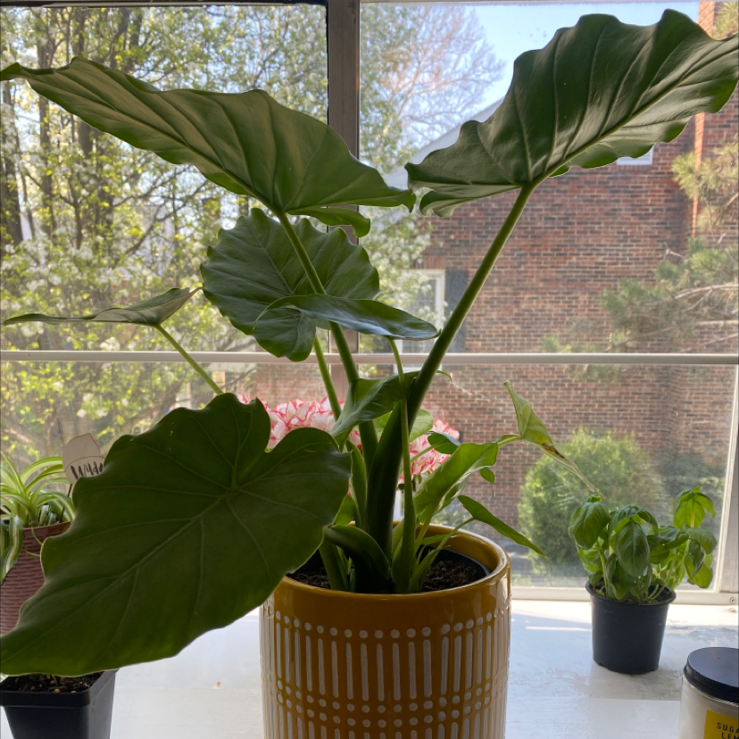 Jewel Alocasia plant in a yellow pot on a windowsill with other smaller plants in the background.