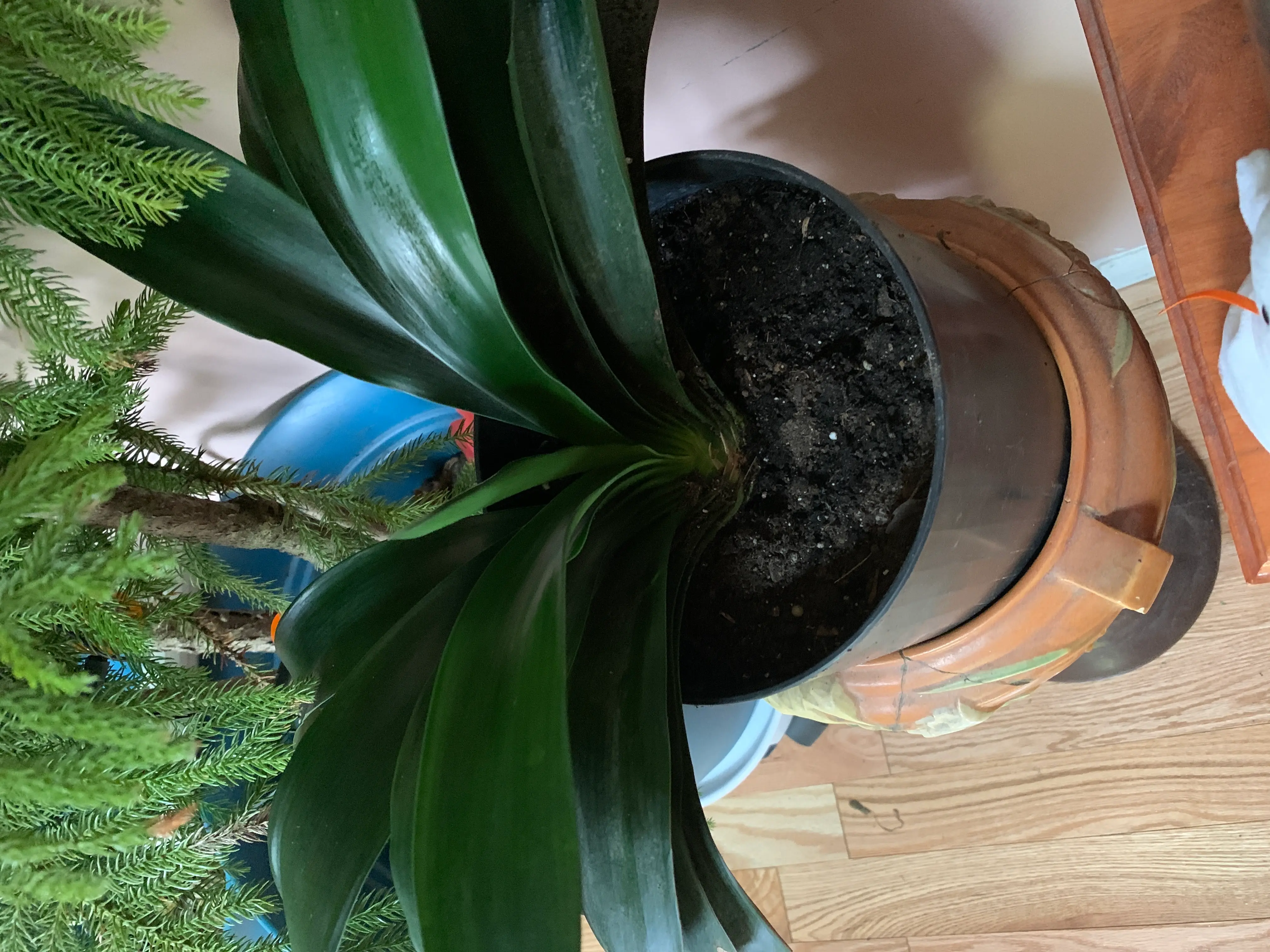 Potted Bush Lily with broad, dark green leaves and visible soil.