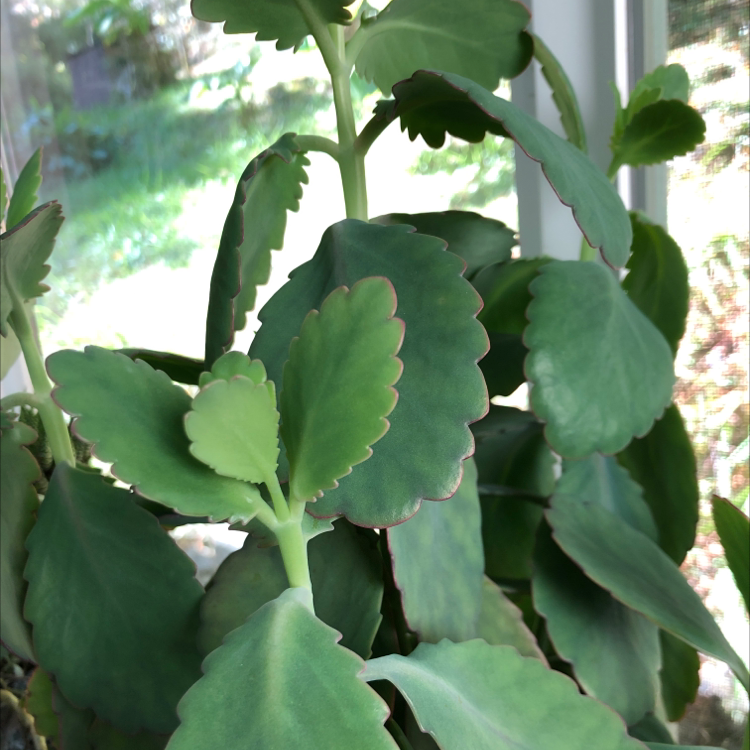Lavender Scallops plant with thick, scalloped green leaves near a window.