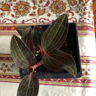 Jewel Orchid plant in Somewhere on Earth