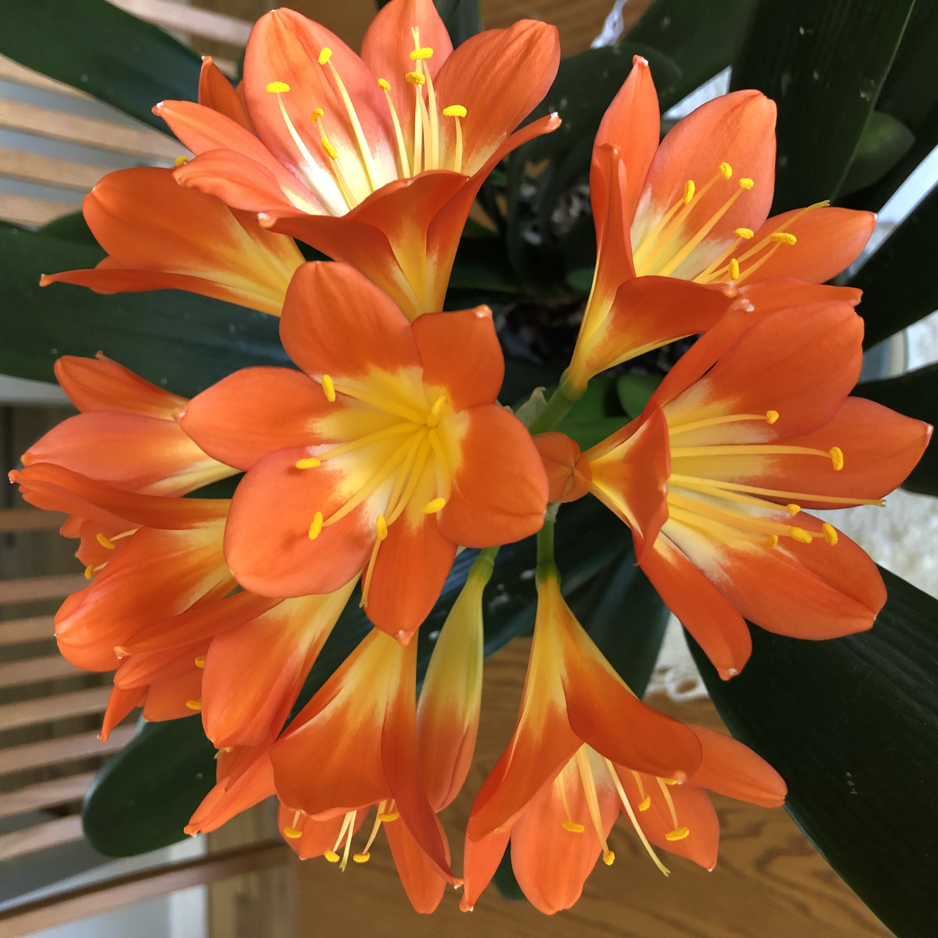 A vibrant Bush Lily with orange flowers and healthy green leaves.