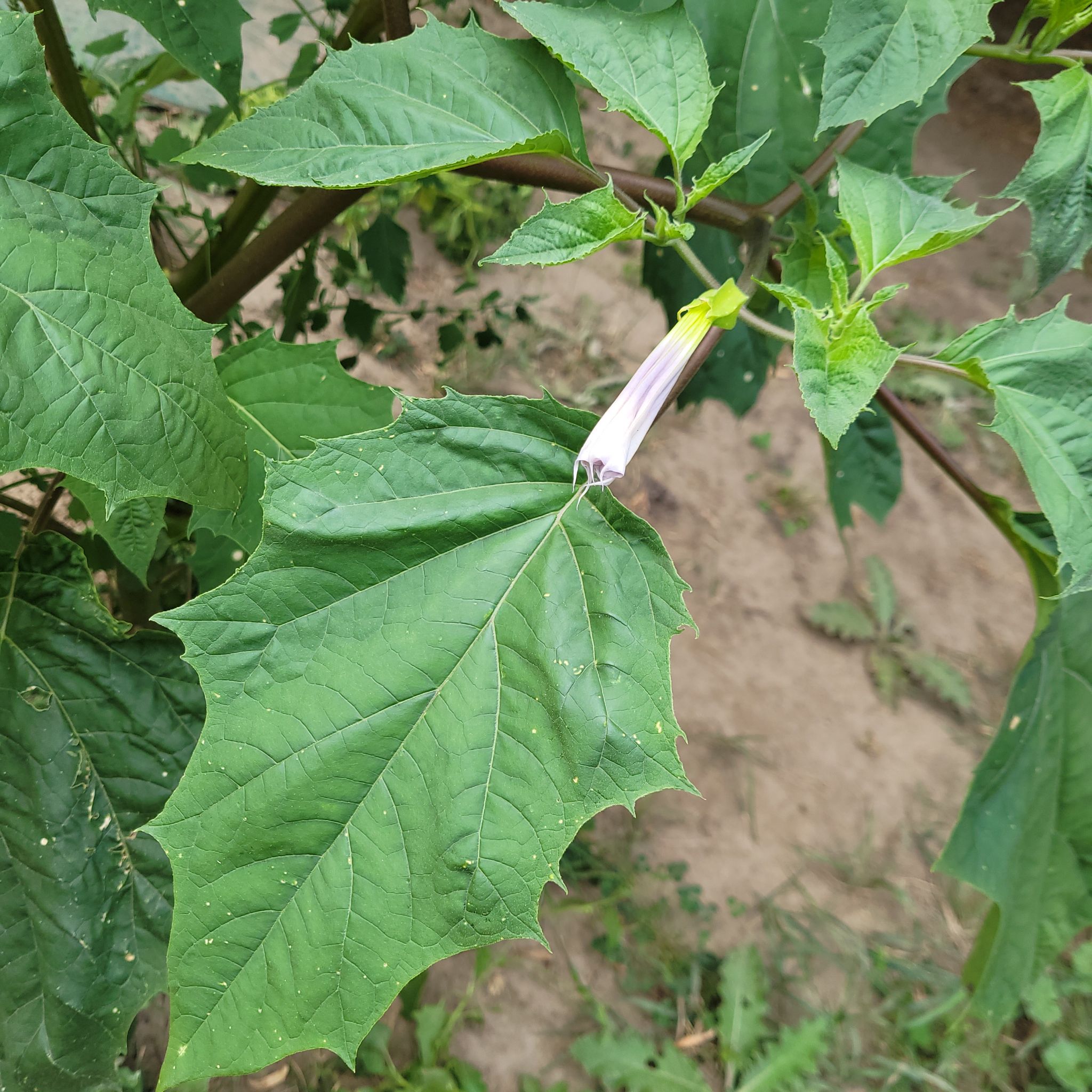 Devil's Apple plant with large green leaves and a single white flower bud.