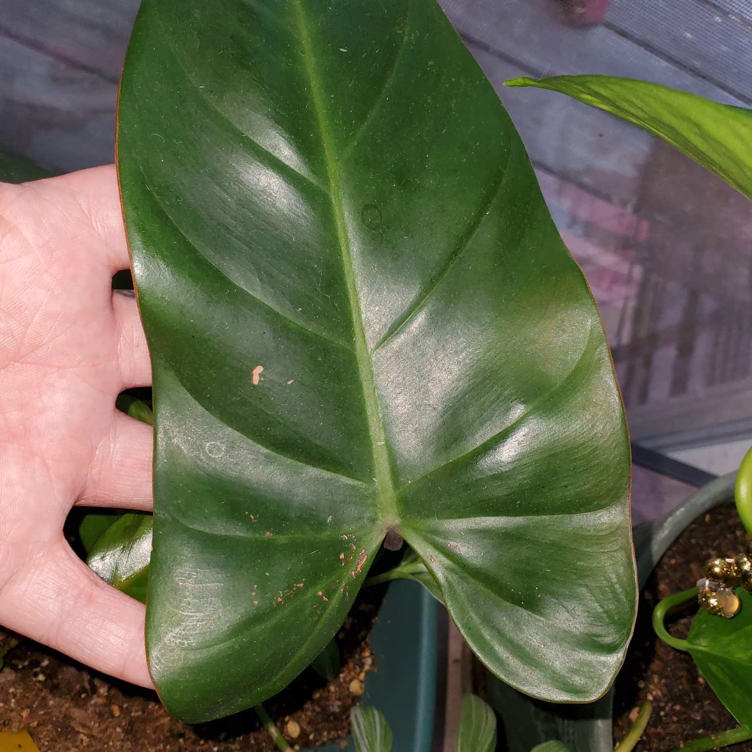 A healthy leaf of a Red Emerald Philodendron being held by a hand.