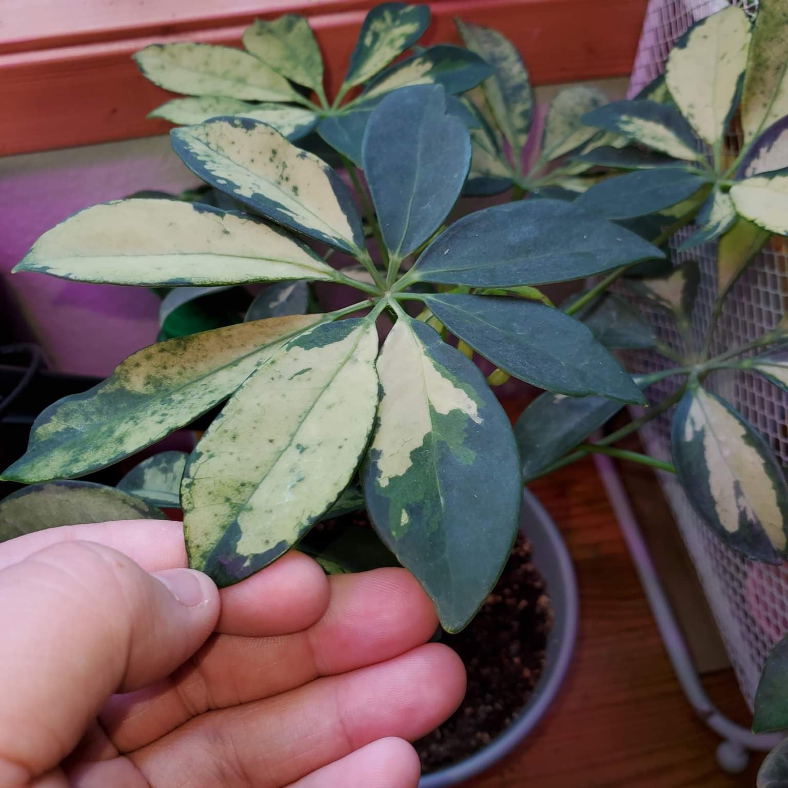 How Do I Cure Variegated Dwarf Umbrella Tree Root Rot?