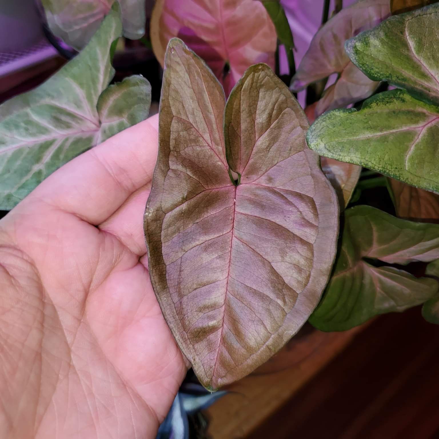 Syngonium 'Berry' plant leaf held by a hand, showing healthy foliage.