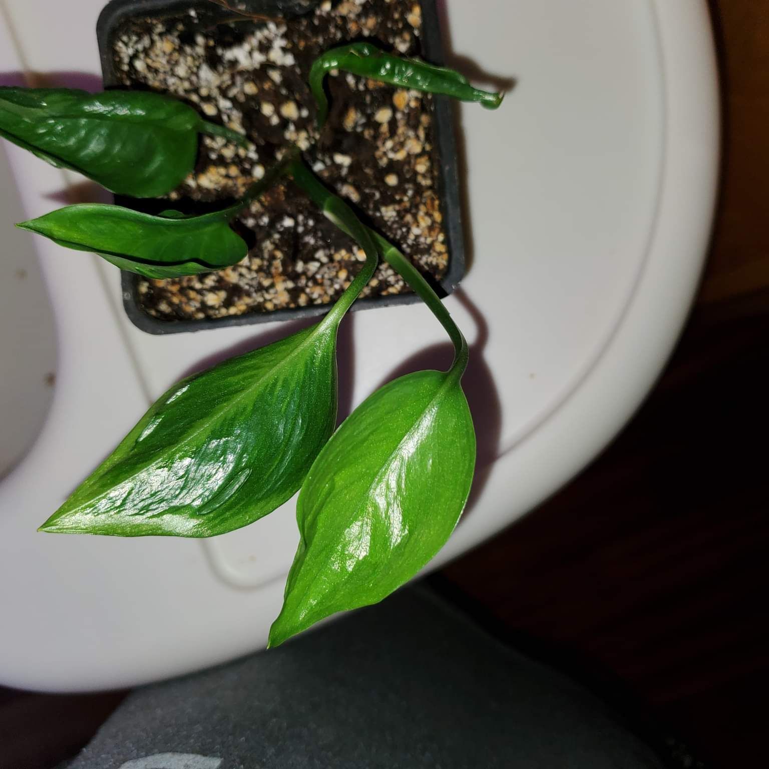 Pothos 'Shangri La' plant in a small pot with healthy green leaves and visible soil.