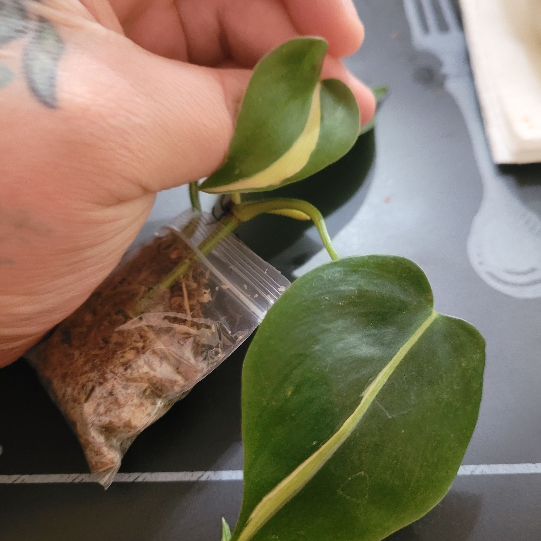 Silver Stripe Philodendron with healthy leaves, held by a hand.