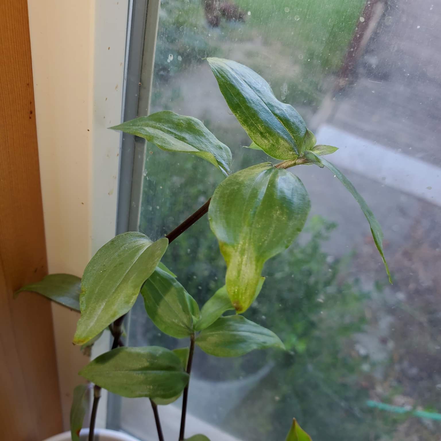 Asiatic Dayflower plant with elongated green leaves near a window.