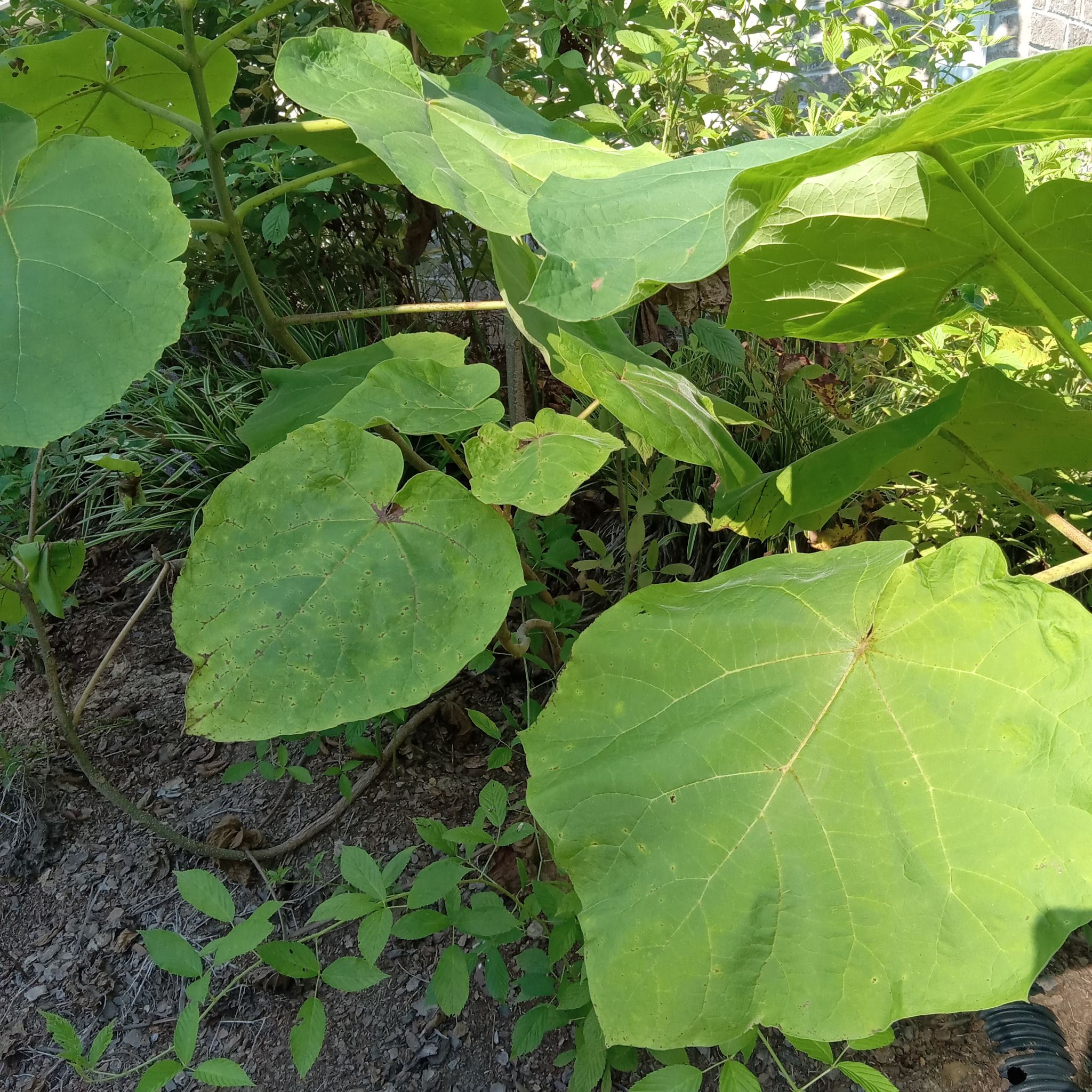 Empress Tree with large, broad leaves, some showing yellowing and browning.