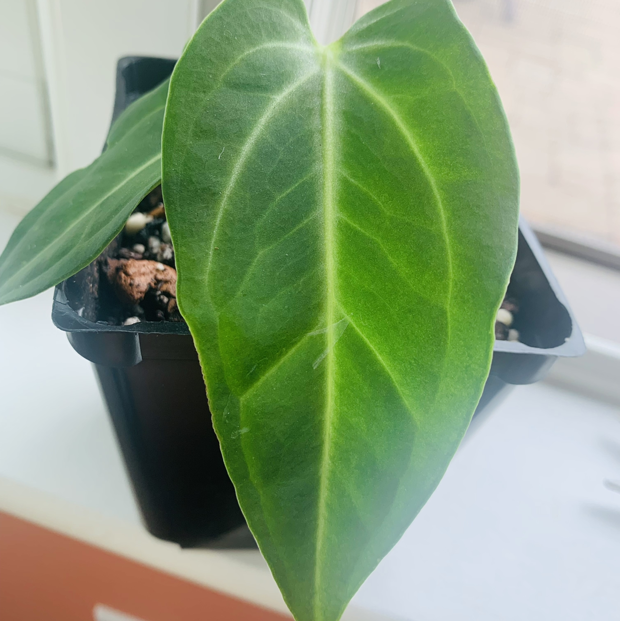Photo of the plant species Anthurium villenoarum by Morgan named Pax on Greg, the plant care app