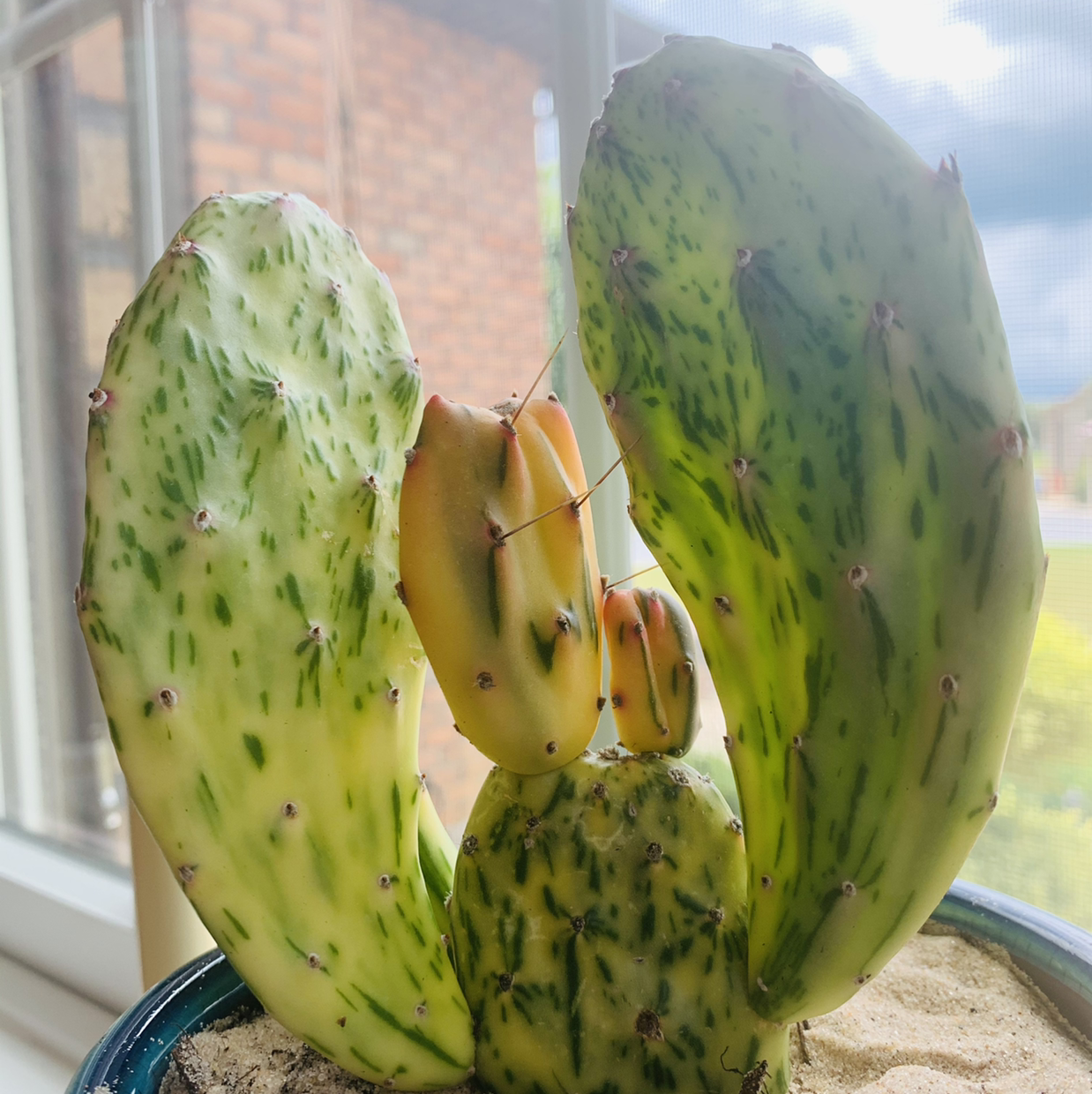 Photo of the plant species Barbary Fig by Morgan named Stitch￼ on Greg, the plant care app