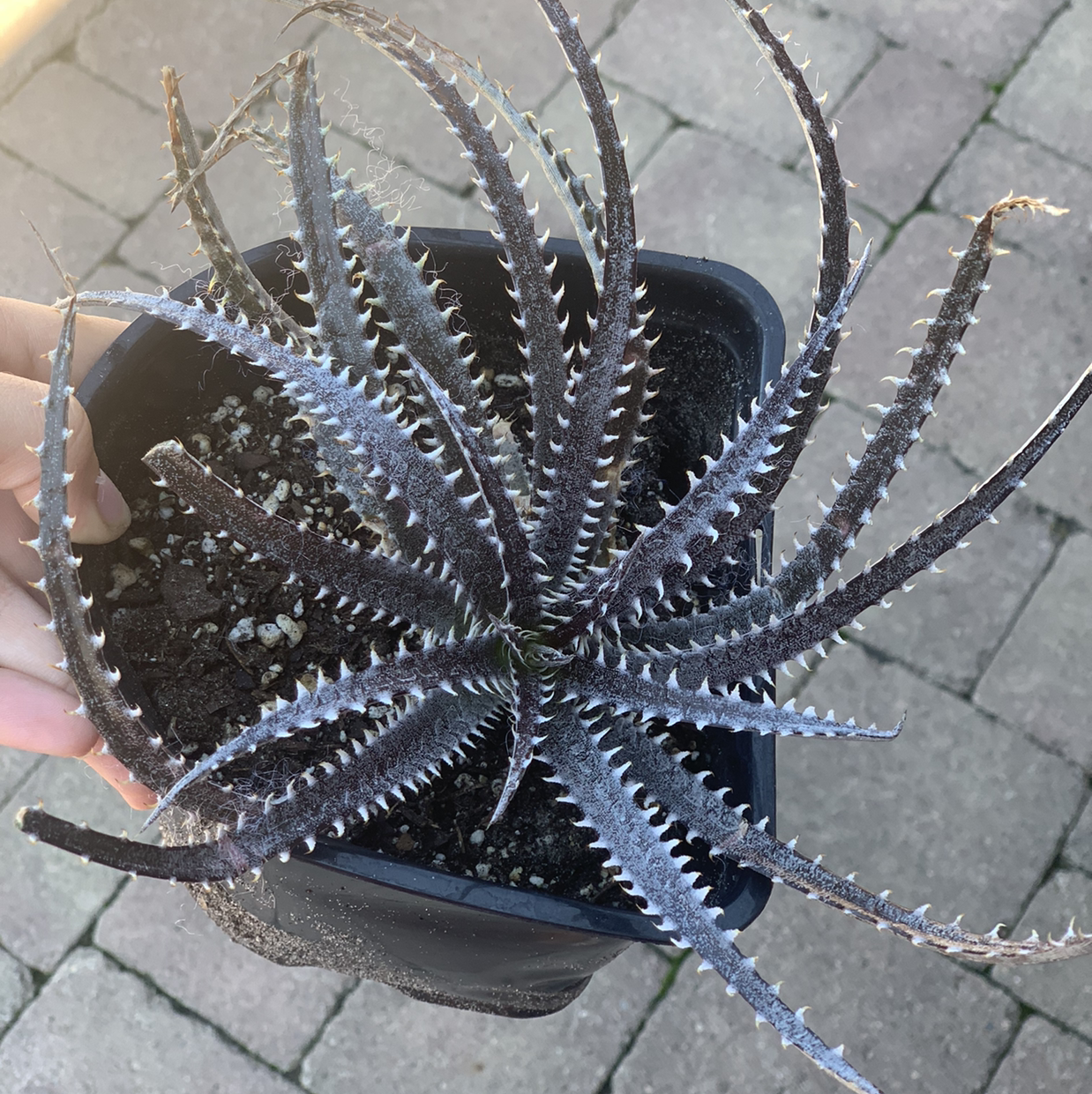 Photo of the plant species Dyckia 'White Fang' by Morgan named Illusion￼ on Greg, the plant care app