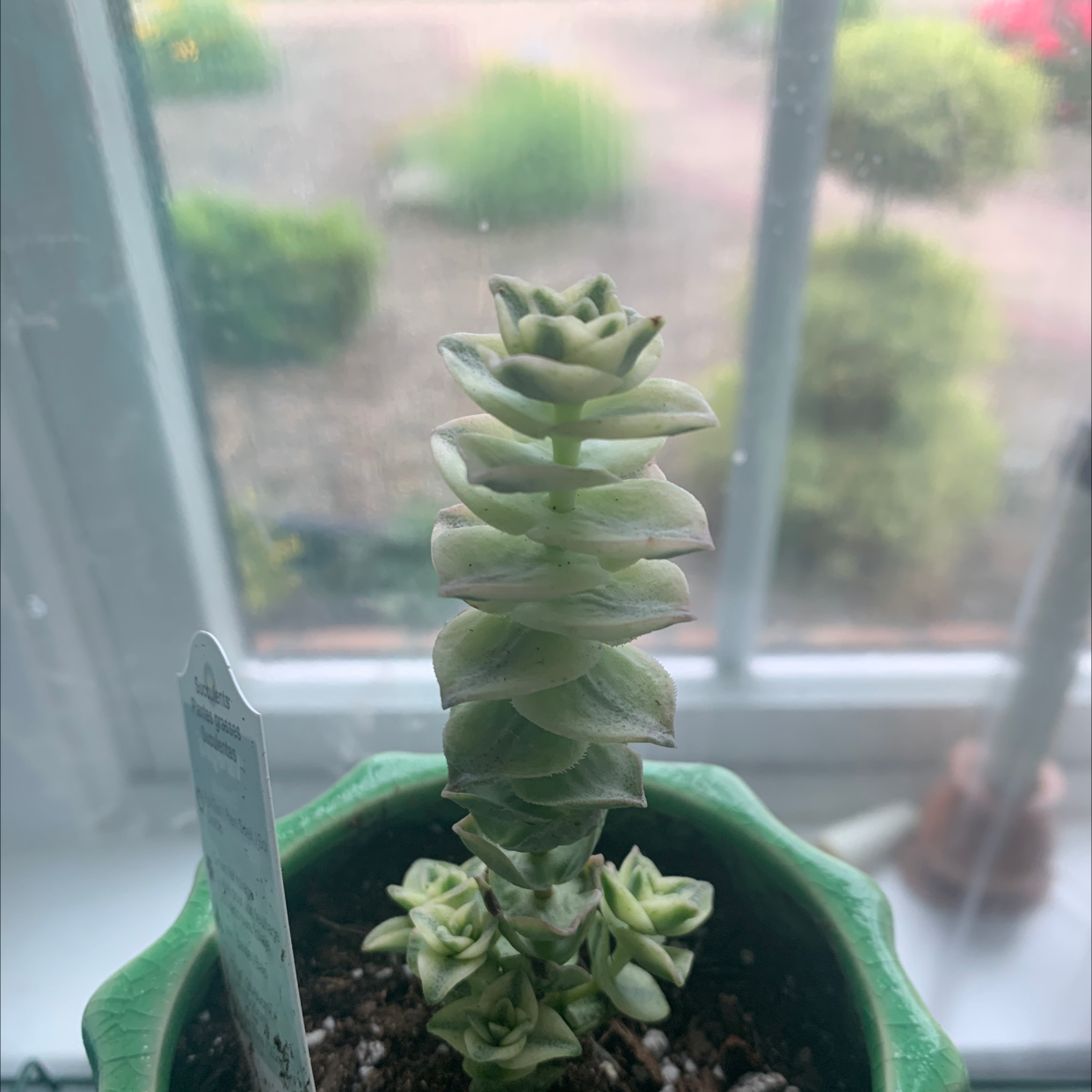 Photo of the plant species Crassula 'Buddha's Temple' by Morgan named Pagoda on Greg, the plant care app