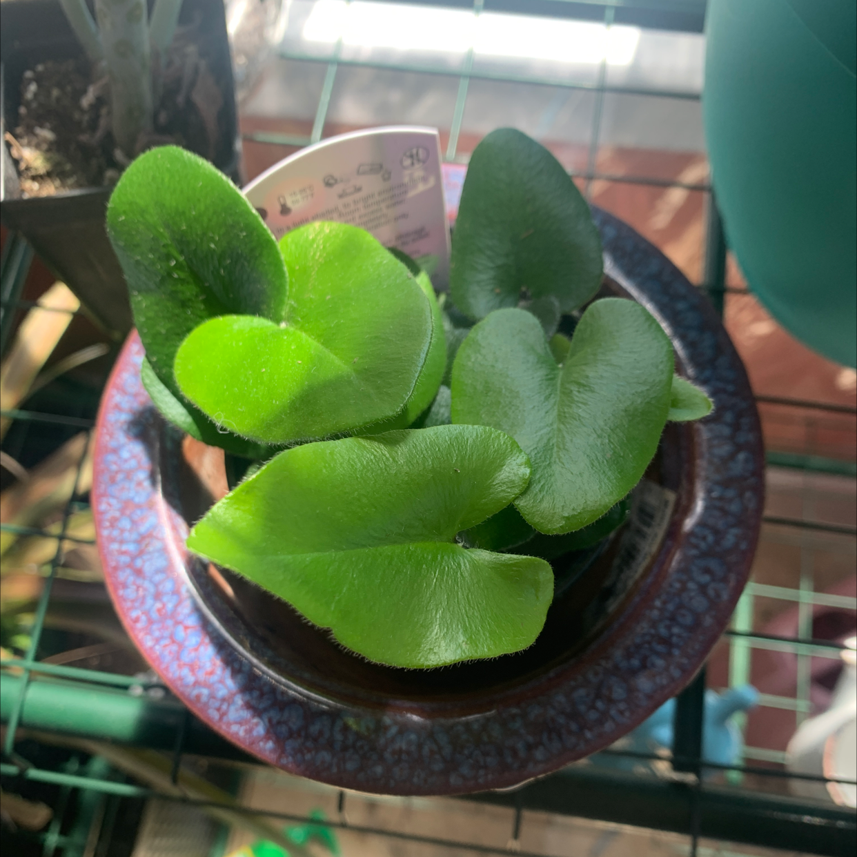 Photo of the plant species Heart Fern by Morgan named Green fuzz on Greg, the plant care app