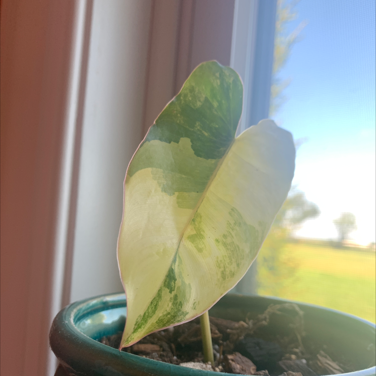 Burle Marx Variegata plant with variegated leaves in a pot near a window.