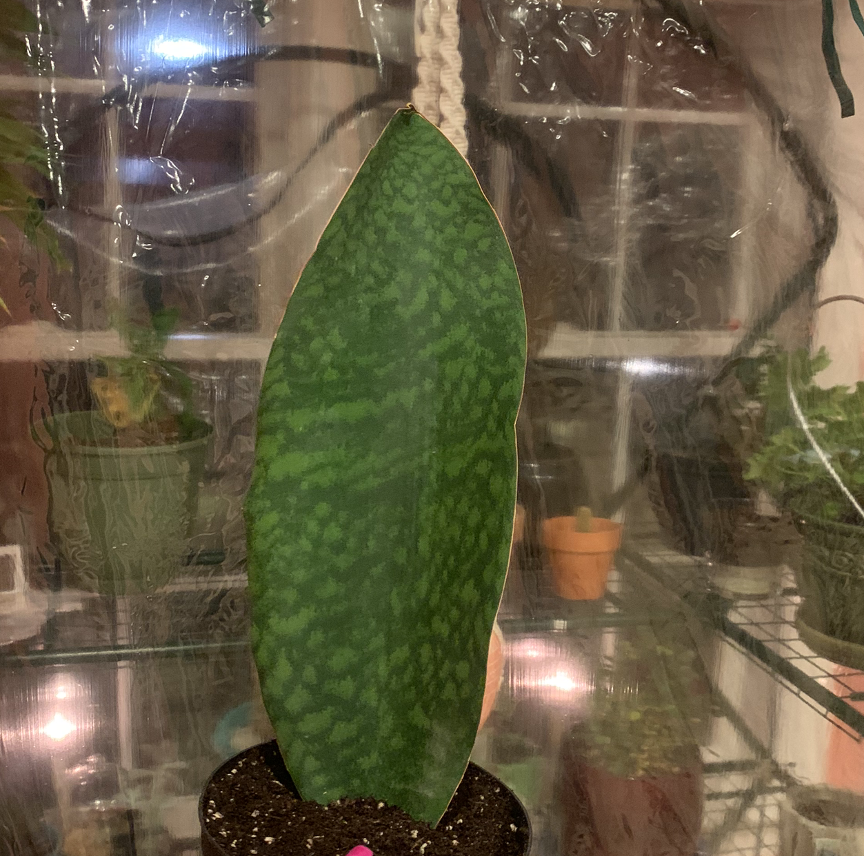 Whale Fin Snake Plant in a pot with other plants in the background.