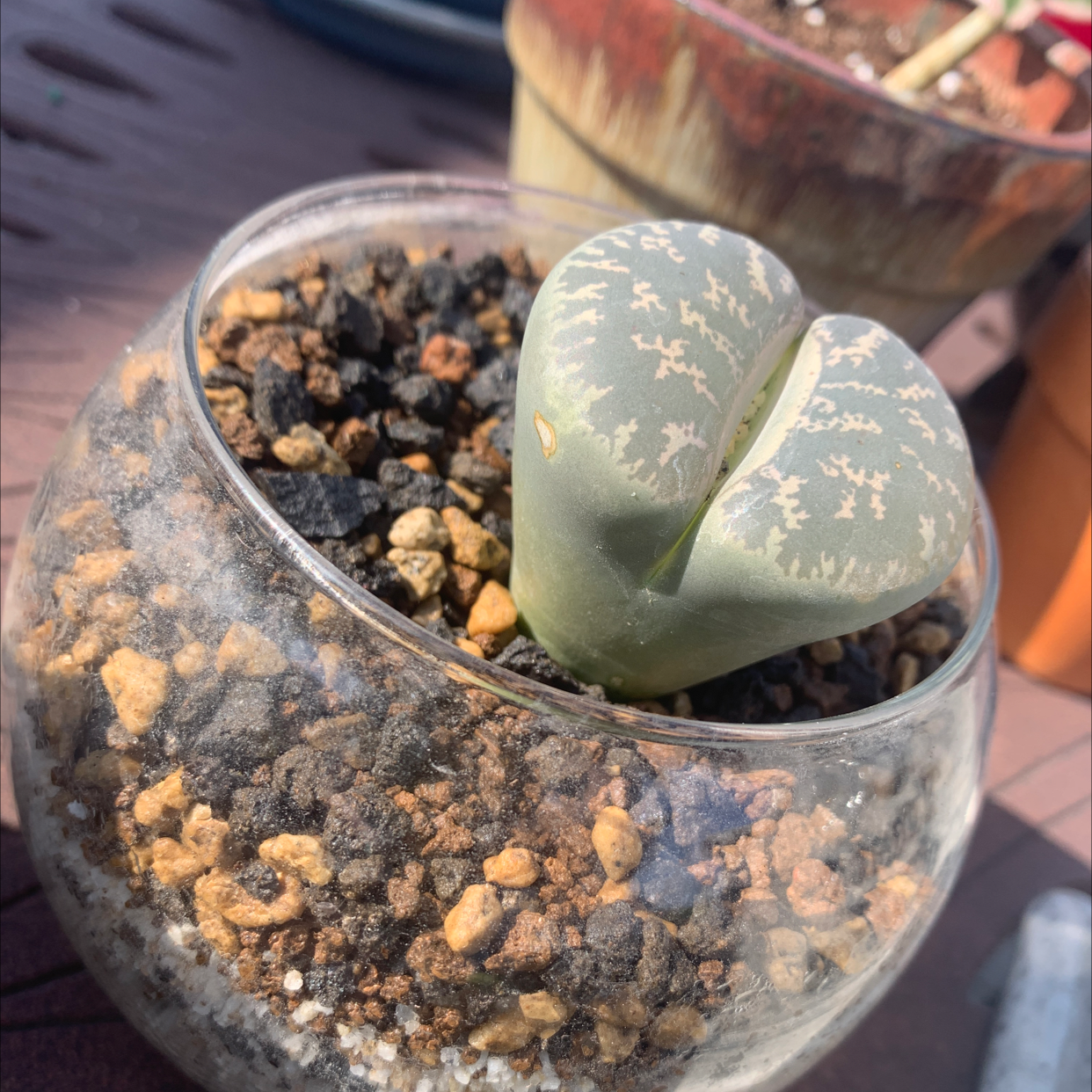 Photo of the plant species Living Stone by Morgan named Brain on Greg, the plant care app