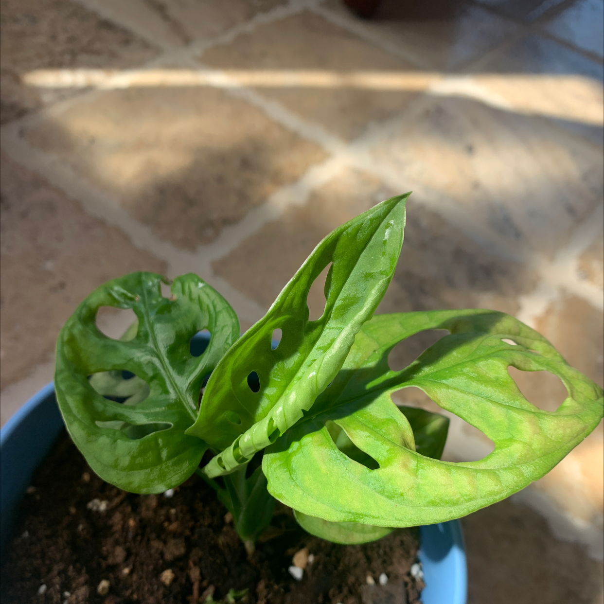 Photo of the plant species Monstera adansonii 'Laniata' by Morgan named Mini mona on Greg, the plant care app