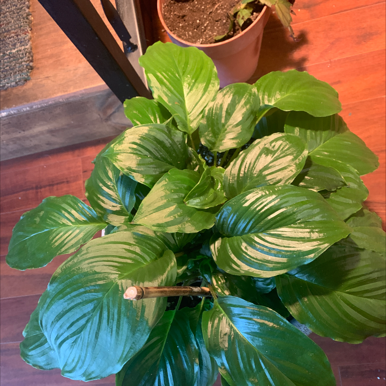 Photo of the plant species Black Bat Flower by Morgan named Bat on Greg, the plant care app