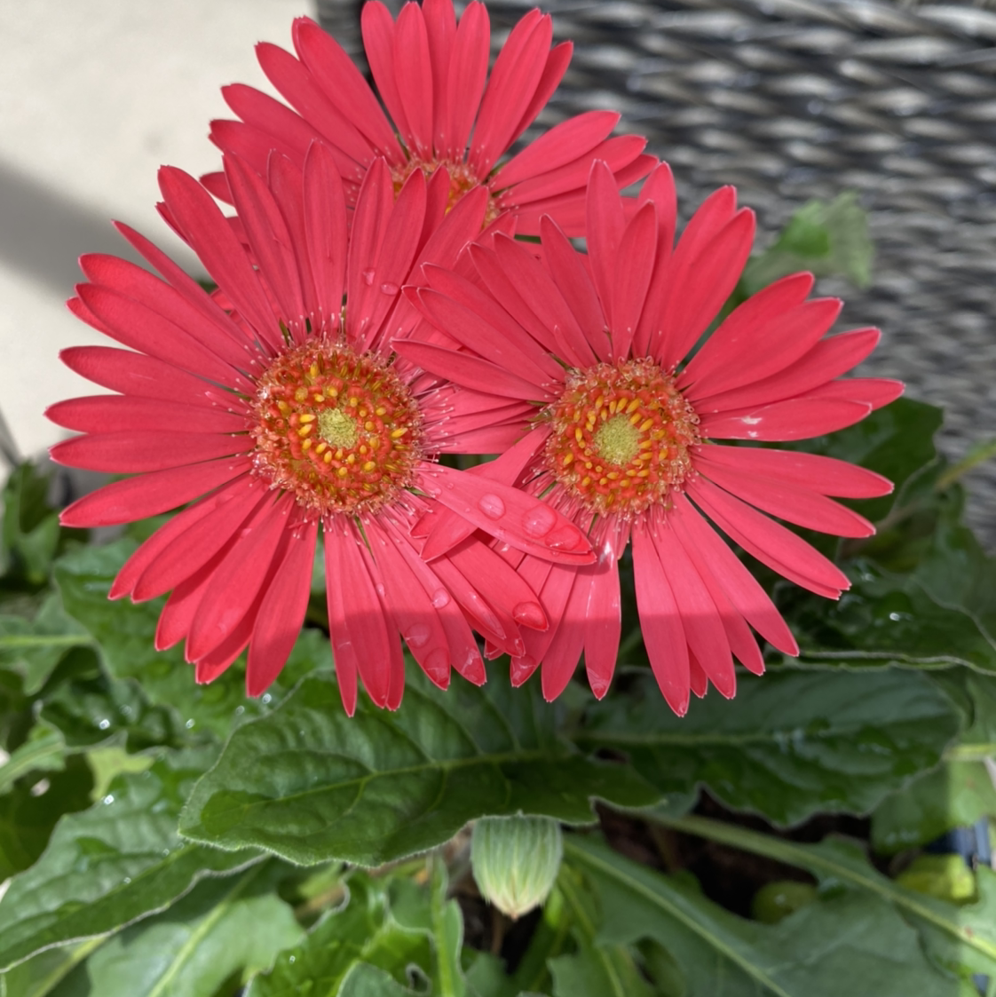 Gerbera plant photo by @PeriwinkleFairy named Blossom🌼 on Greg, the plant care app.