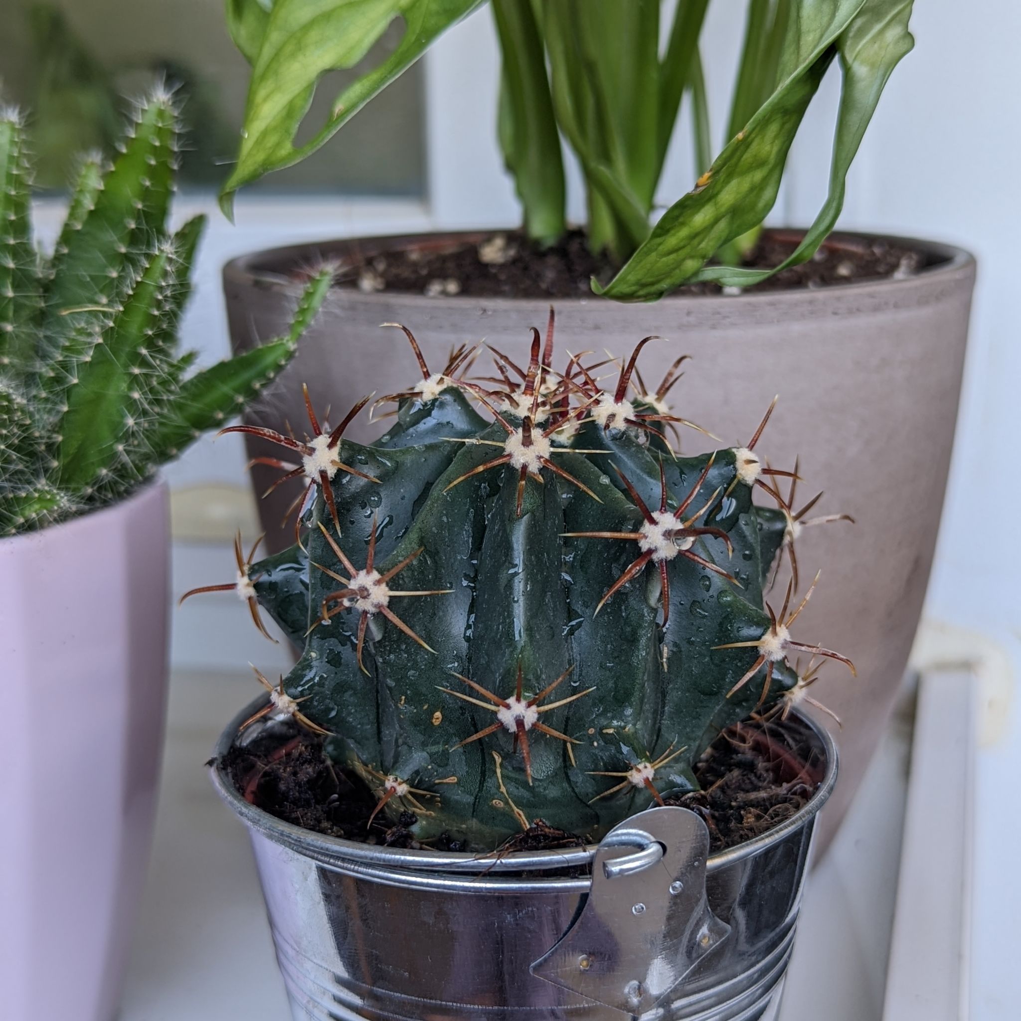 Devil's Tongue Barrel Cactus in a metal pot with other plants in the background.