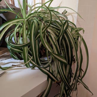 Spider Plant plant in Budapest, Budapest