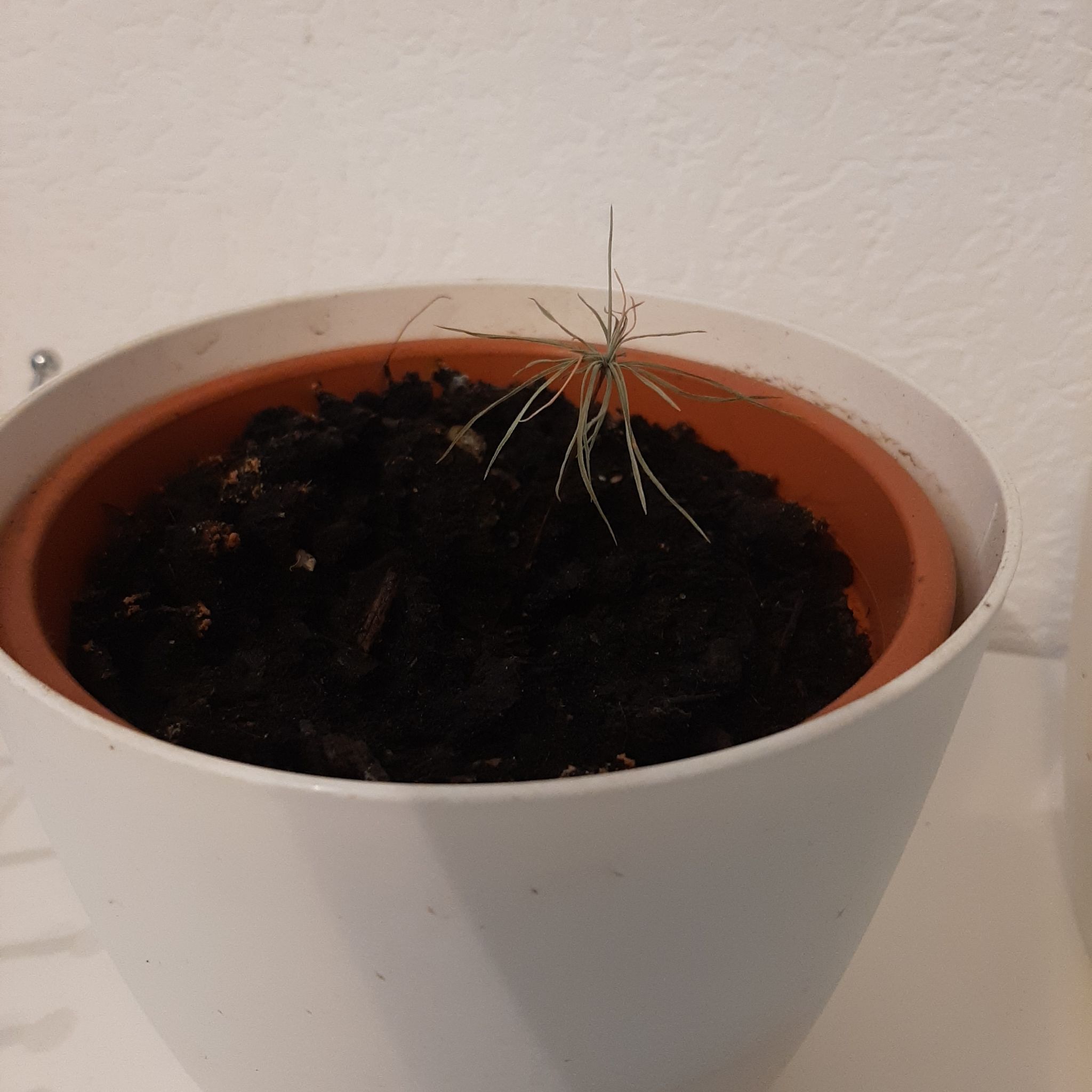 Young Eastern White Pine plant in a pot with dark soil.