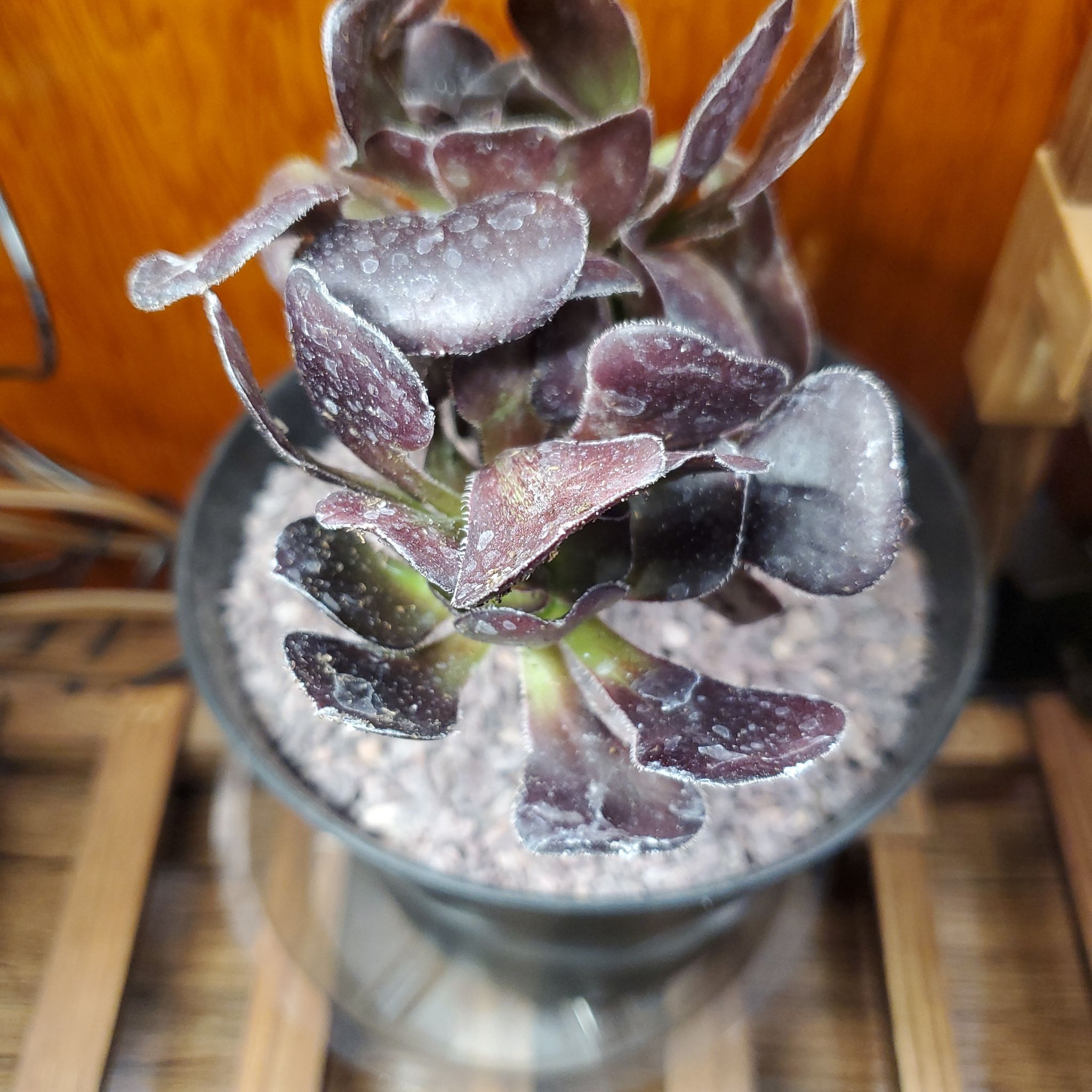 Photo of the plant species Giant Red Aeonium by @jolene named Voodoo on Greg, the plant care app