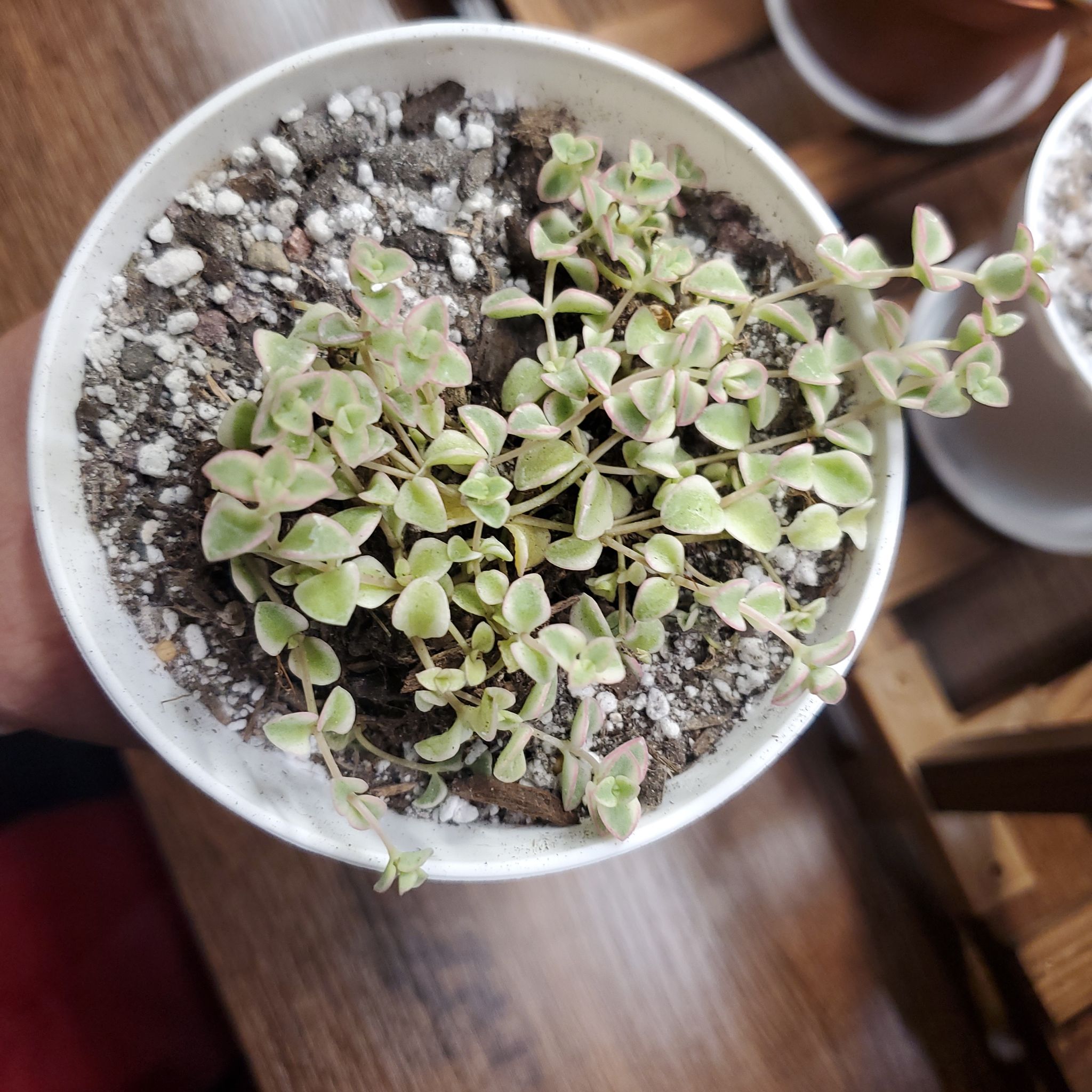 Sedum 'Little Missy' plant in a white pot with visible soil.