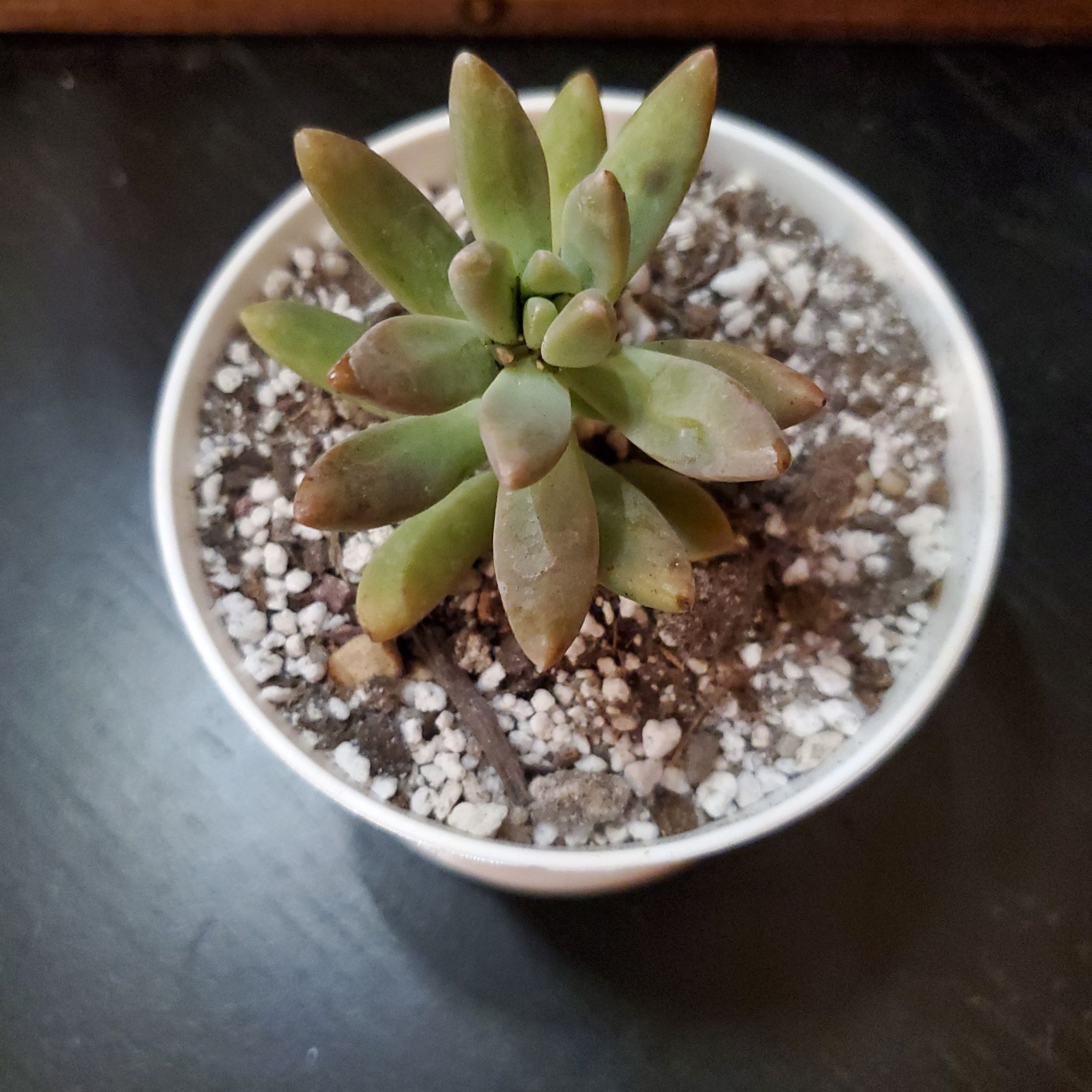 Graptosedum 'Francesco Baldi' succulent in a white pot with visible soil.