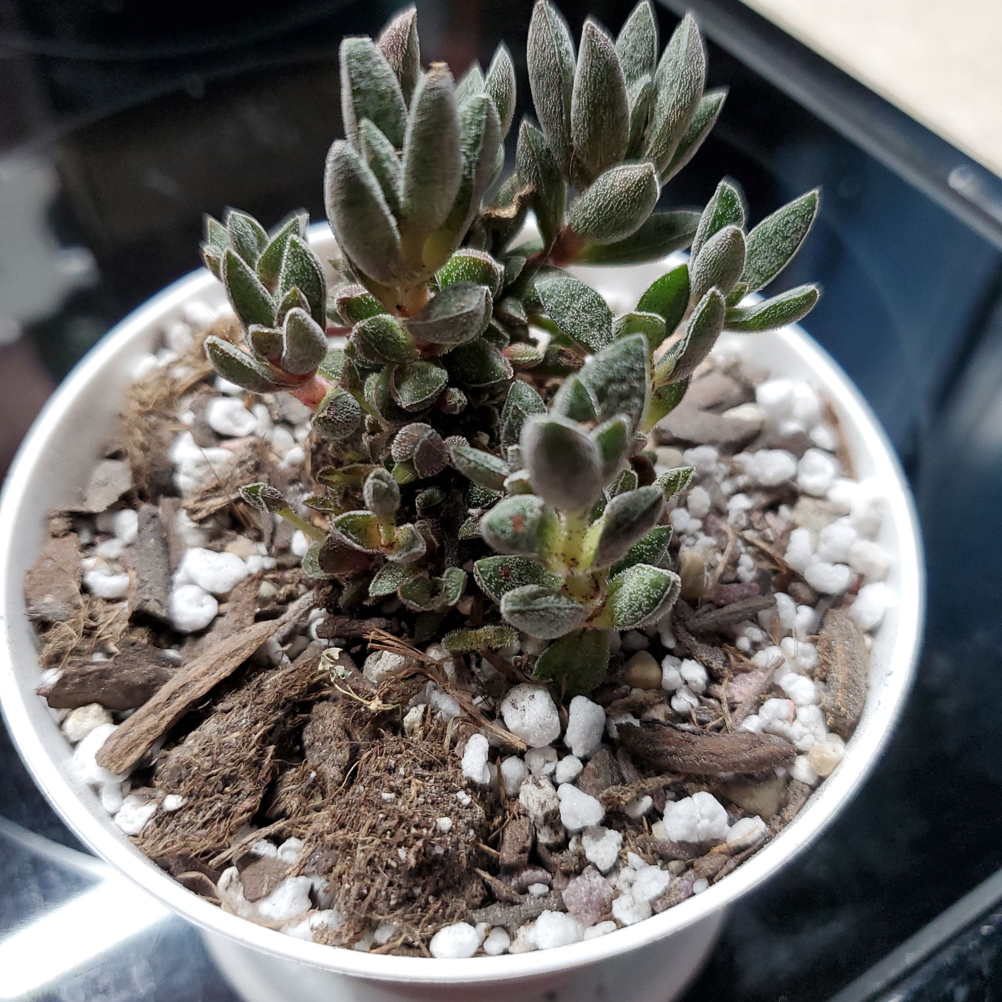 Photo of the plant species Crassula justi-corderoyi by @jolene named Cordy on Greg, the plant care app