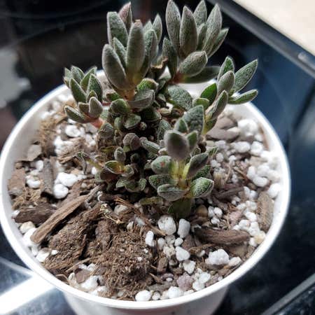 Photo of the plant species Crassula justi-corderoyi by Jolene named Cordy on Greg, the plant care app
