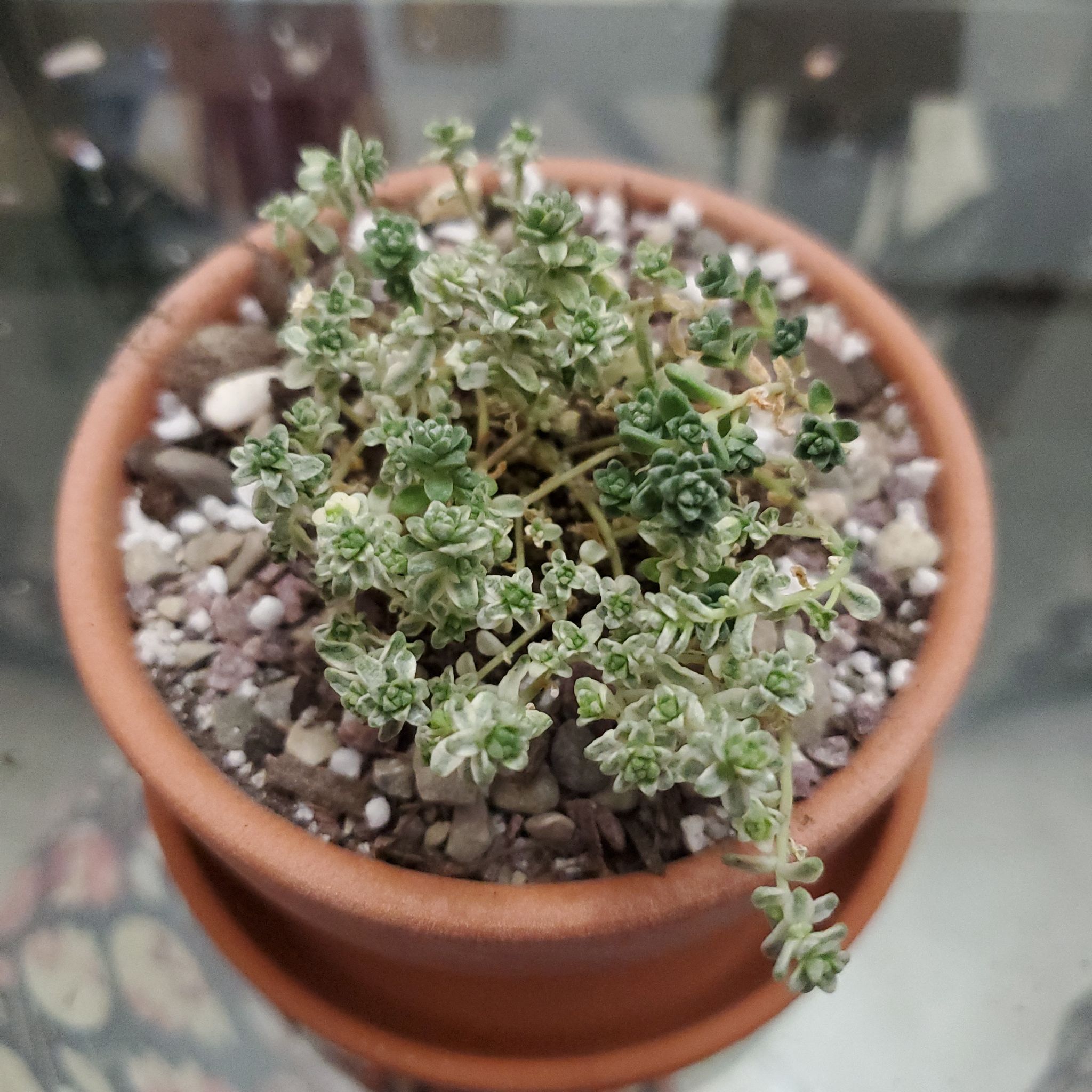Photo of the plant species Sedum 'Suzie Q English' by @jolene named Suzie Q on Greg, the plant care app