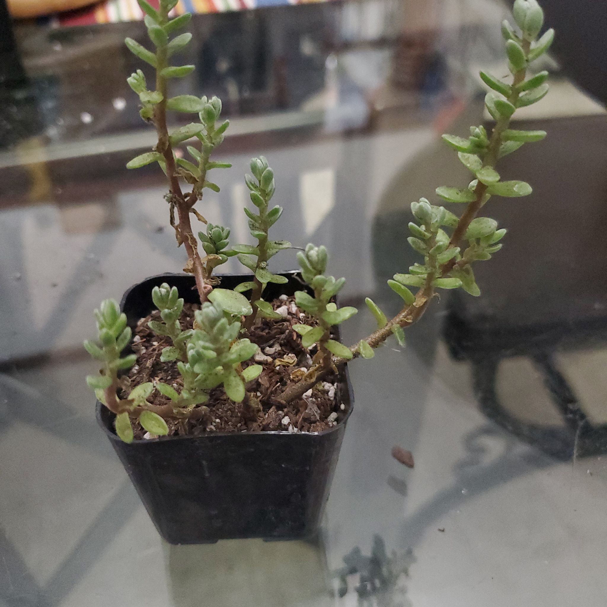 Photo of the plant species Sedum oaxacanum by @jolene named Ox on Greg, the plant care app