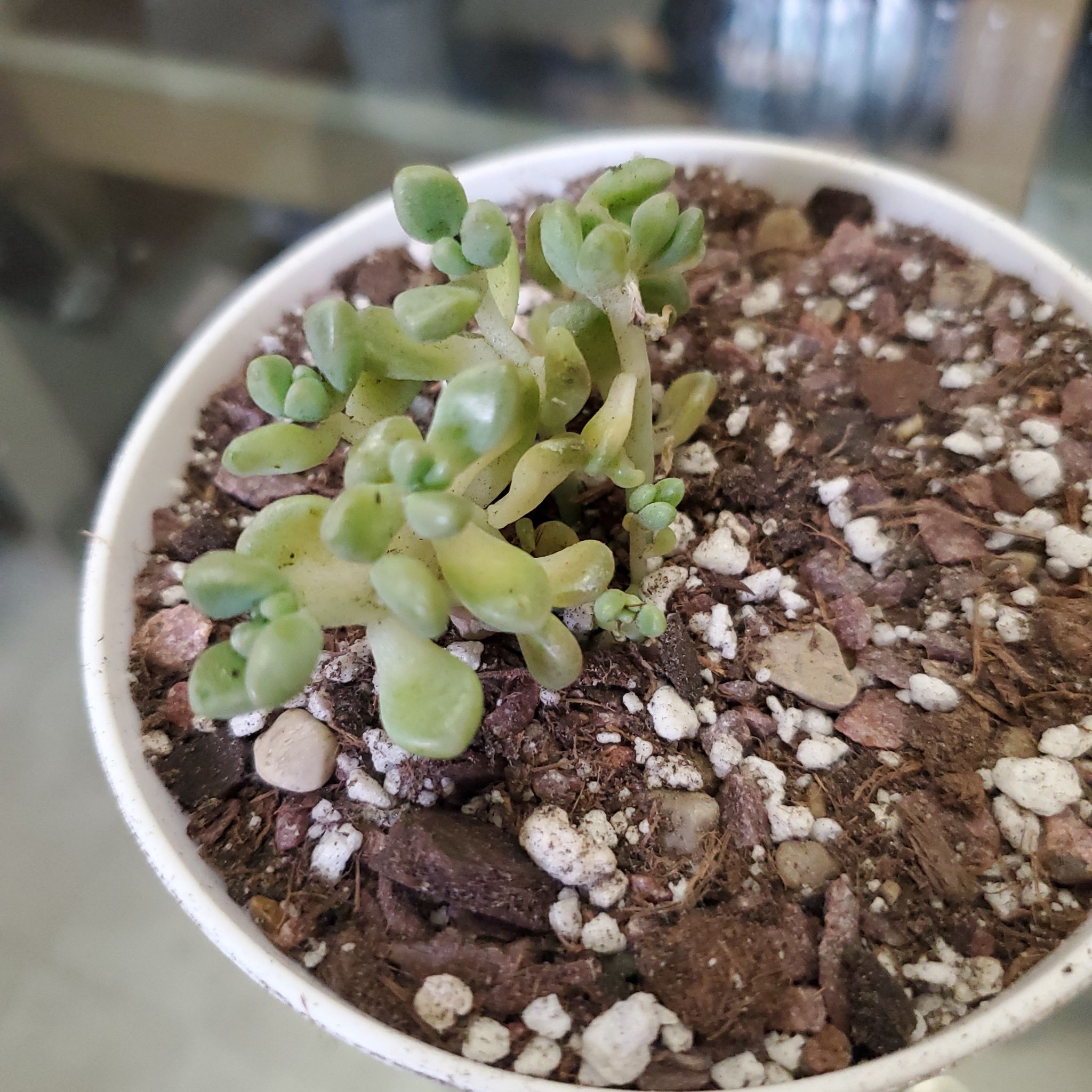 Photo of the plant species Graptopetalum mendozae by @jolene named Mendoza on Greg, the plant care app