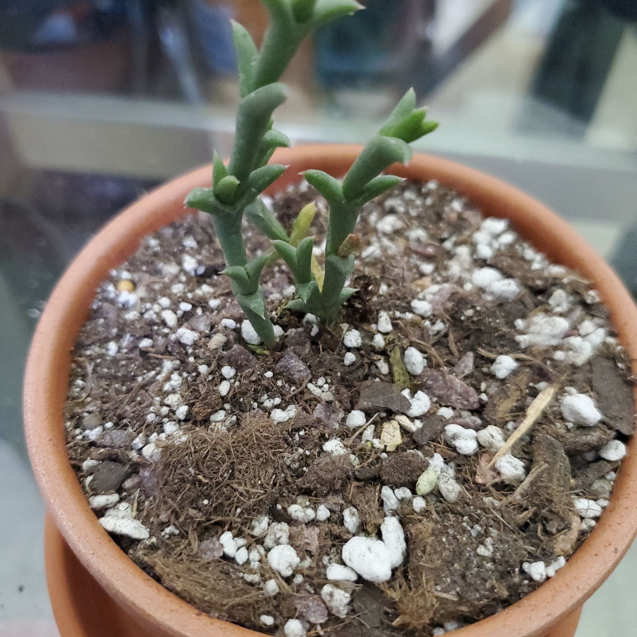 Photo of the plant species Doringvygie by @jolene named Rush on Greg, the plant care app