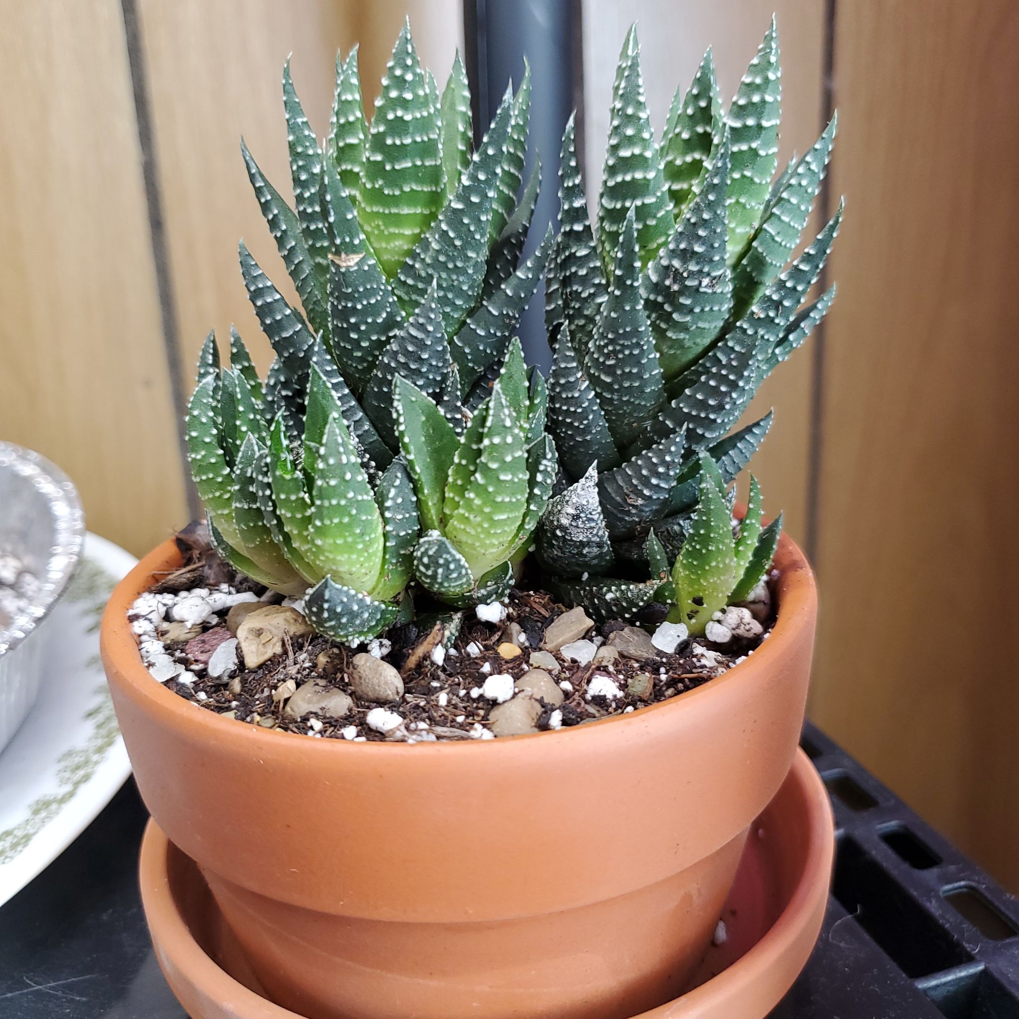 Healthy Zebra Wart plant in a terracotta pot with visible soil.