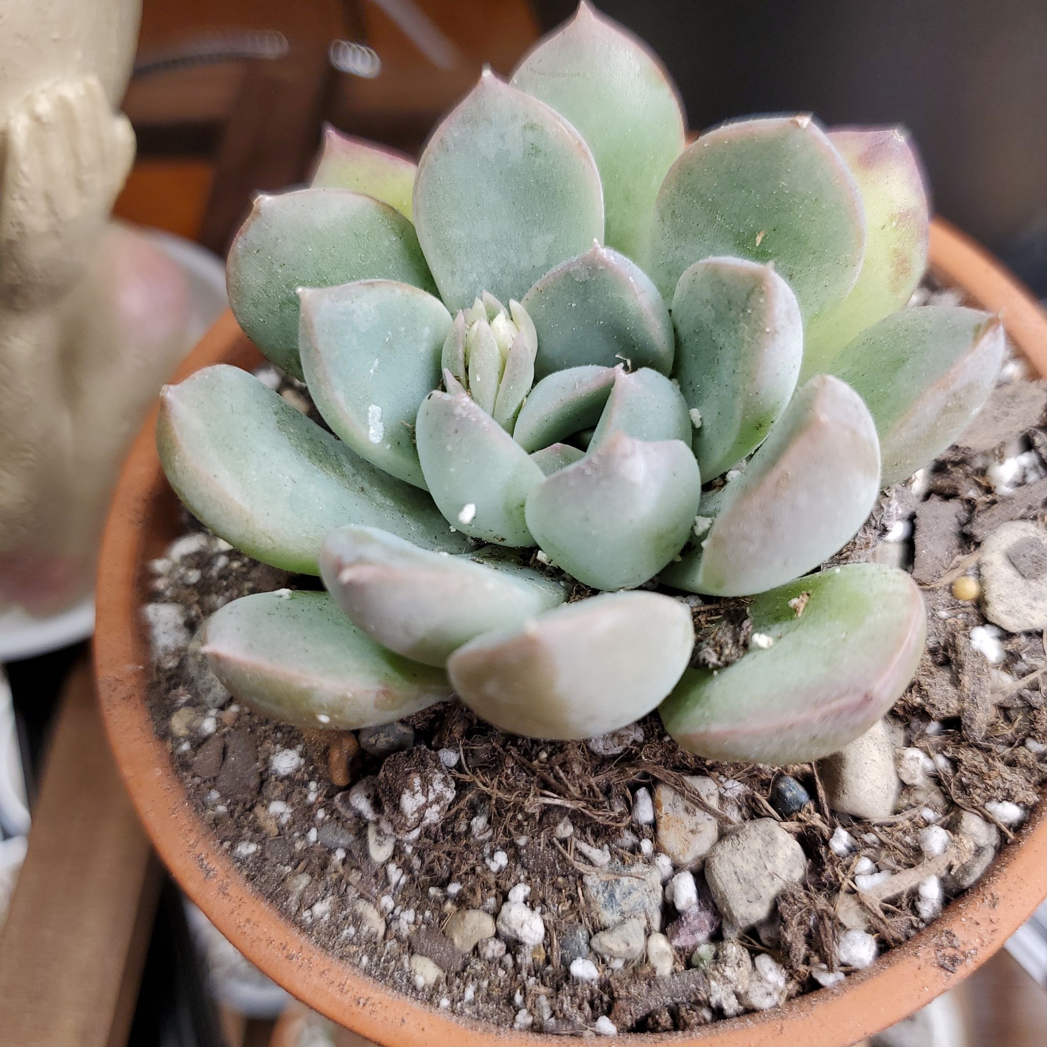Photo of the plant species White Peach Echeveria by @jolene named Wilma on Greg, the plant care app