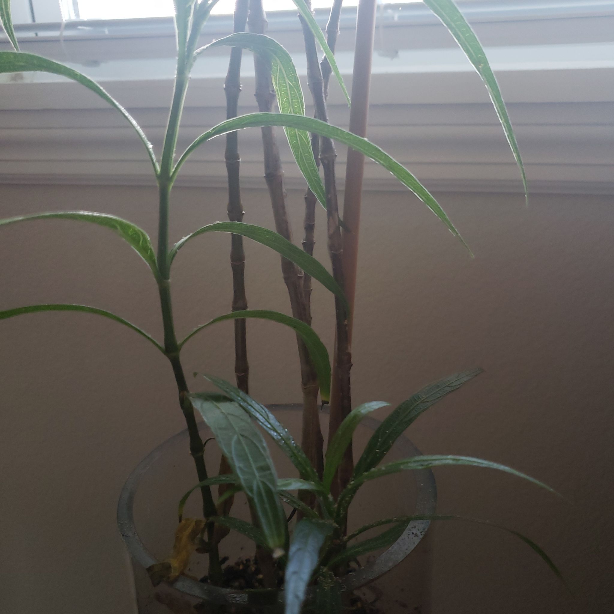Photo of the plant species Dwarf White-Striped Bamboo by @Lawfairygarden named Small bamboo on Greg, the plant care app