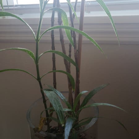Photo of the plant species Dwarf White-Striped Bamboo by Lawfairygarden named Small bamboo on Greg, the plant care app