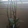 Calculate water needs of Dwarf White-Striped Bamboo