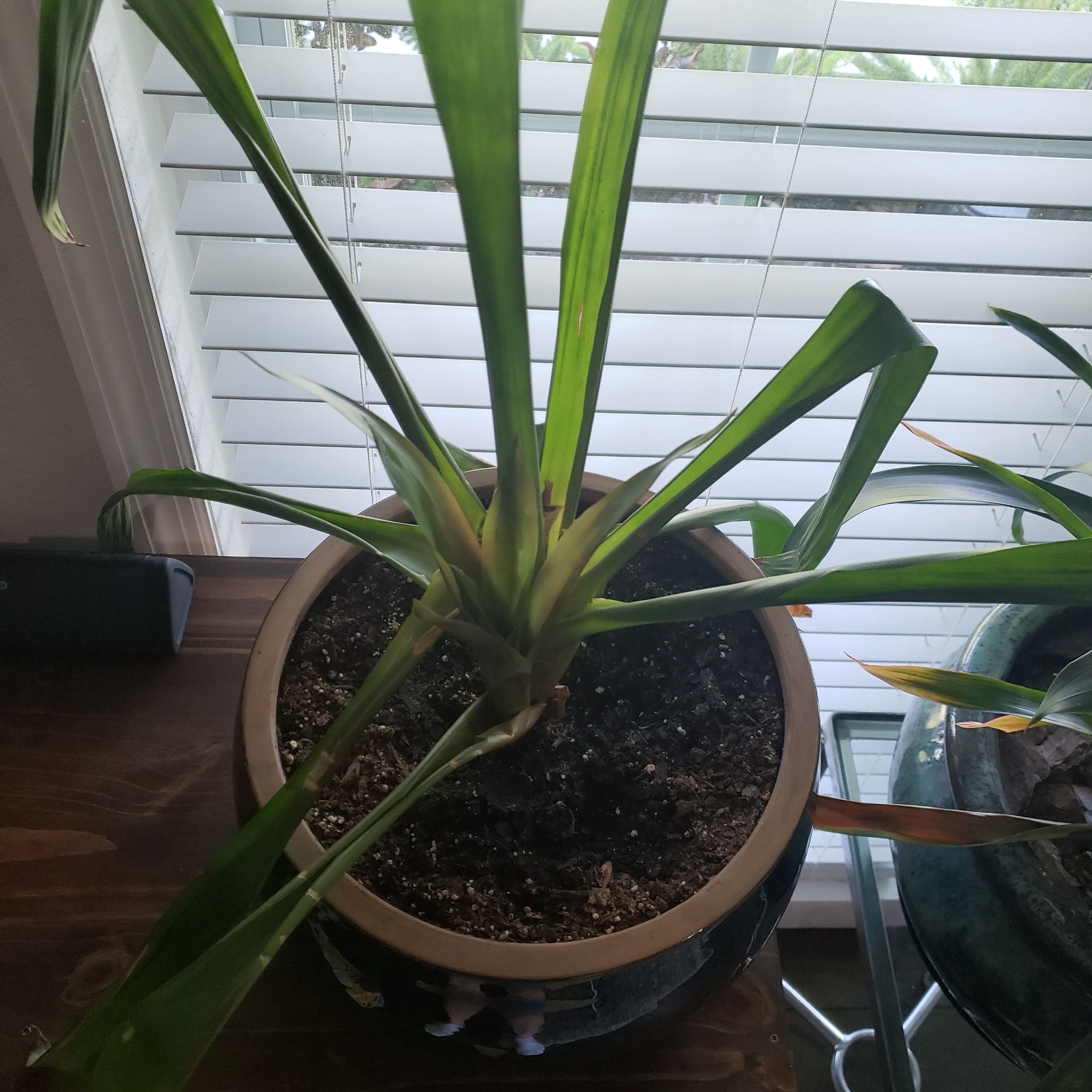 Photo of the plant species Orange Bromeliad by @Lawfairygarden named Small bromeliad on Greg, the plant care app